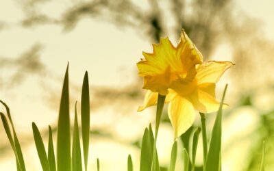 The Life of a Daffodil